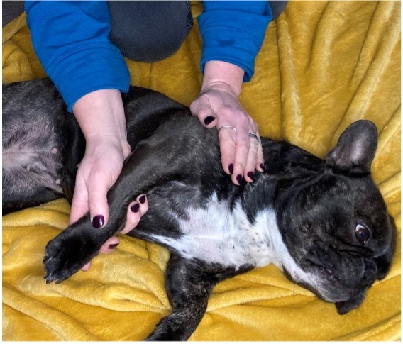 Merishia massage for animals