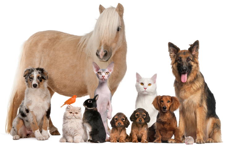 Animal Reiki session